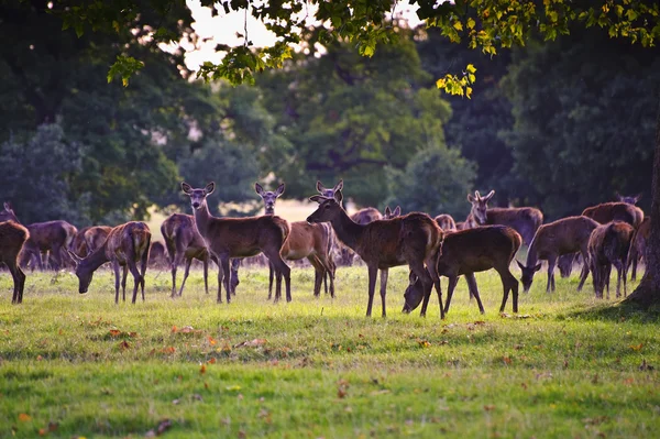 Herd of red deer during rut in Autumn Fall with stags and harem — Stock Photo, Image
