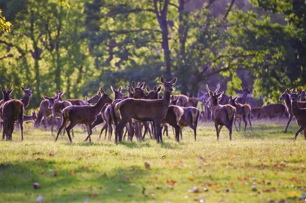 Herd of red deer during rut in Autumn Fall with stags and harem — Stock Photo, Image