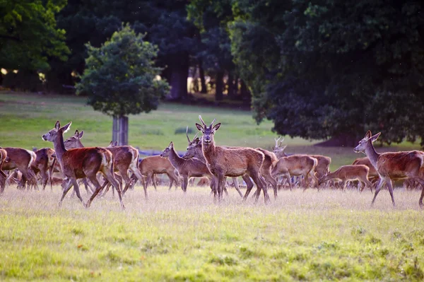 Manada de ciervos rojos durante la rutina en otoño Otoño con ciervos y harén —  Fotos de Stock