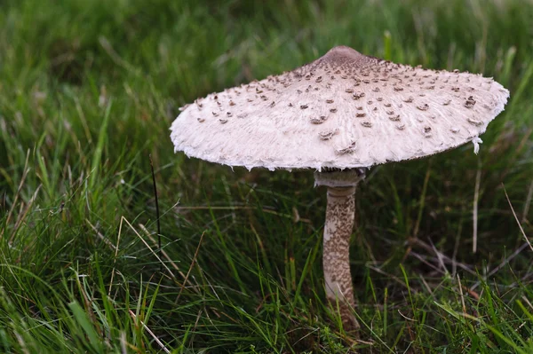 Wild mushroom toadstool grwoing in meadow during Autumn — Stock Photo, Image
