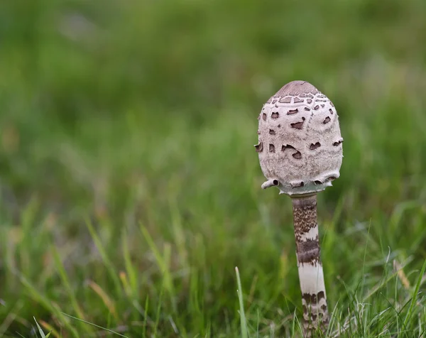 Грибной гриб жаба гриб grwoing на лугу в течение осени — стоковое фото