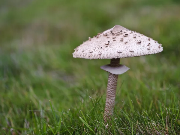 Fungo selvatico sgabello grwoing nel prato durante l'autunno — Foto Stock