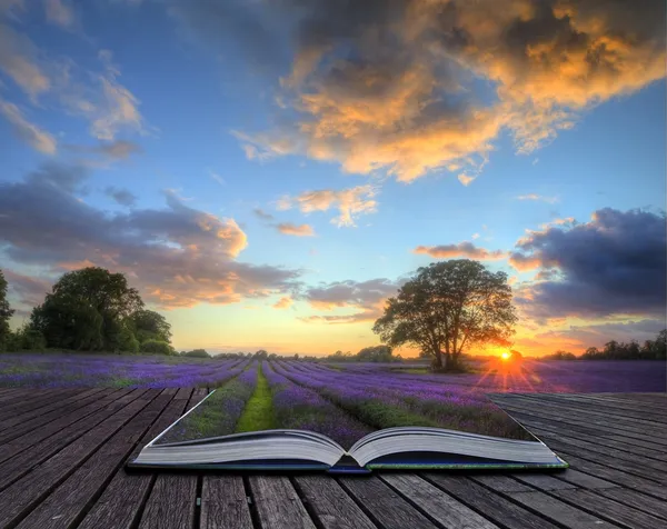 Творческое концептуальное изображение лаванды на закате лета на странице sof — стоковое фото