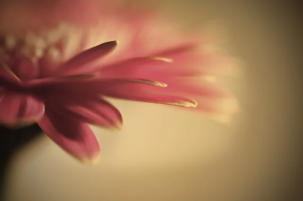 フィールドの浅い深さと美しいガーベラ デイジー flowermacro — ストック写真