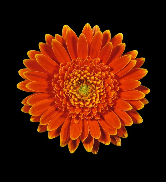 Gerbera daisy flower isolated on black — Stock Photo, Image