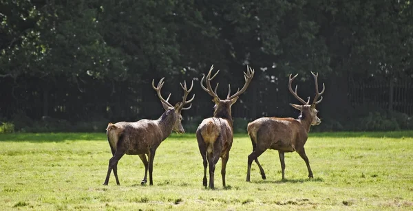 Trio of red deer stags prowling for females during rut season in — Stock Photo, Image