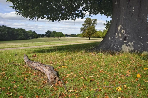 Um castelo distante de Windsor visto através de árvores em Windsor Great P — Fotografia de Stock