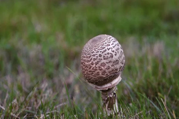Villi sieni rupikonna grwoing niityllä syksyllä — kuvapankkivalokuva