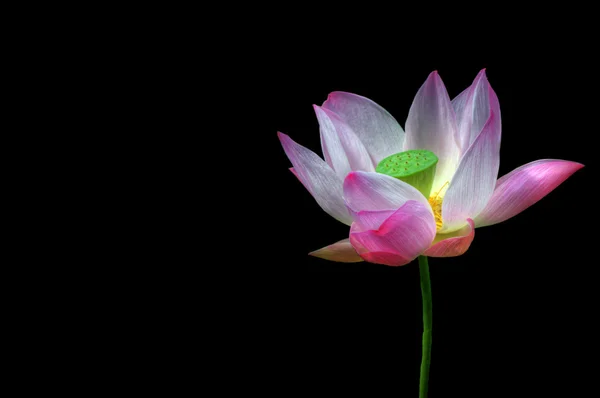 Яркий подробный испуганный цветок лотоса изолирован на черной спине — стоковое фото