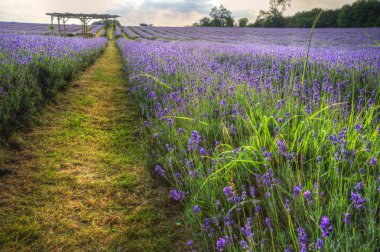 Beautifully detailed and vibrant lavender field landscape at sun clipart