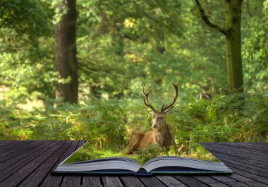 Creative concept of Red Deer Stag coming out of pages in magical clipart