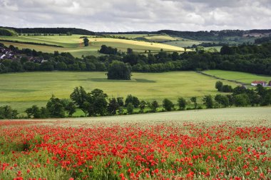 Poppy field in English countryside landscape clipart