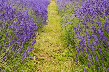 Low point of view thhrough lanes of lavender field clipart