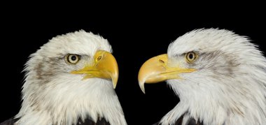 Twin portrait of bald eagles isolated on black clipart