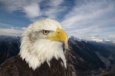 American symbol of hope bald eagle against mountain backdrop clipart