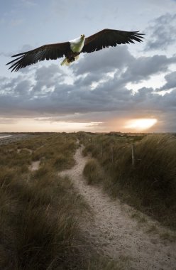 African fish eagle in flight over sand dunes landscape clipart