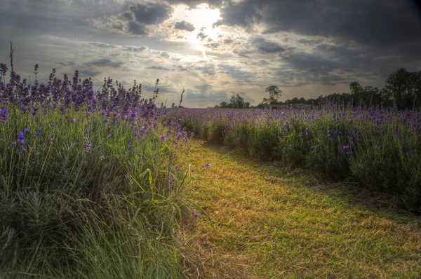 Smukt detaljeret og levende lavendel felt landskab ved solen - Stock-foto