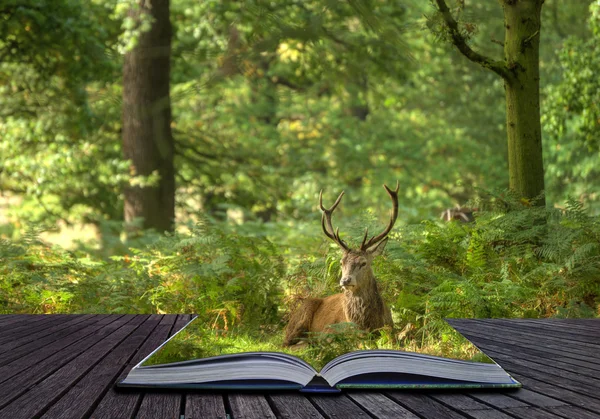 stock image Creative concept of Red Deer Stag coming out of pages in magical