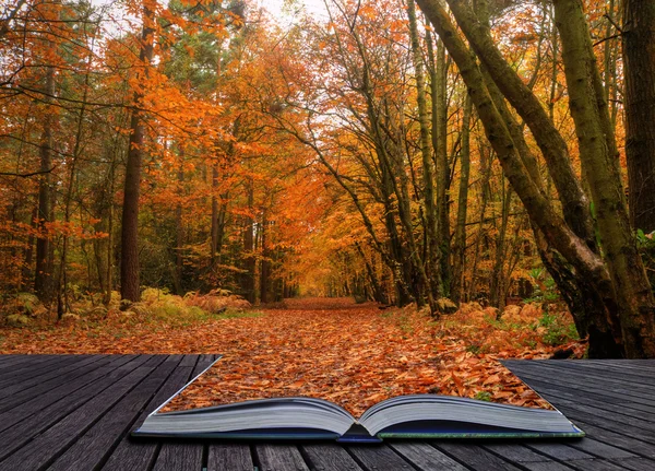 Creative concept idea of Beautiful Autumn Fall forest scene in p — Stock Photo, Image