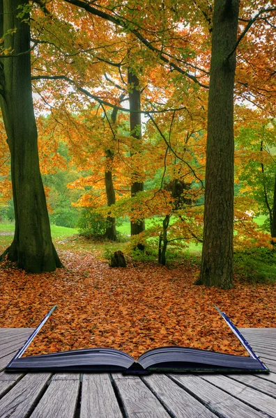 Kreativní koncept představu o krásný podzim podzim lesní scény v p — Stock fotografie