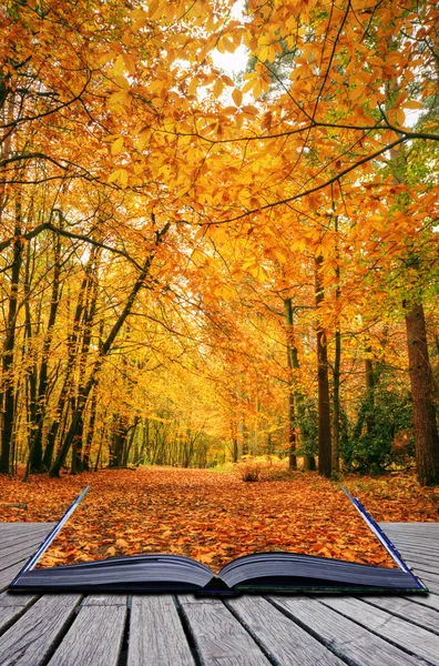Creatief concept idee van mooie herfst vallen bos scène in p — Stockfoto