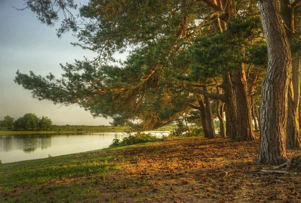 神奇幻想风格森林现场与日落期间湖 — 图库照片