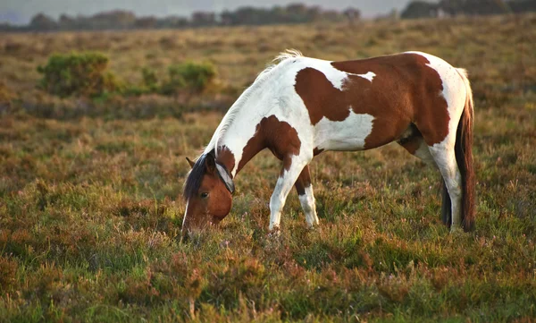 Закрытие коричнево-белой пони Ново-Лесной лошади на восходе солнца в — стоковое фото