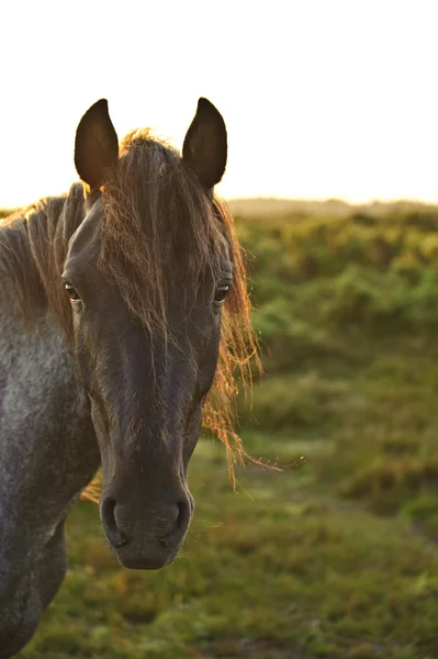 Beauttiful zblízka z new forest pony koně v čerstvých lenoch — Stock fotografie