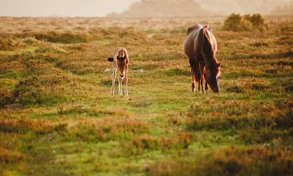 New Forest pony mare and foal bathed in sunrise light in landsca