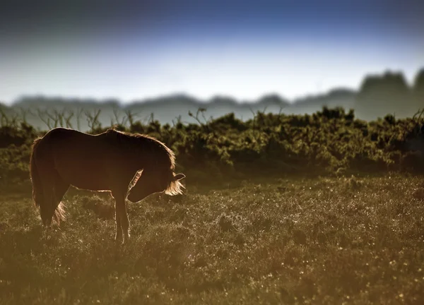 Hermosa imagen de caballo pony New Forest retroiluminado por el sol naciente i — Foto de Stock