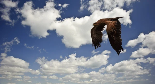 Tawny eagle flying against bright blue sky and white clouds — Stockfoto