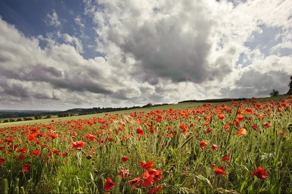 Poppy field in English countryside landscape — Stock Photo, Image