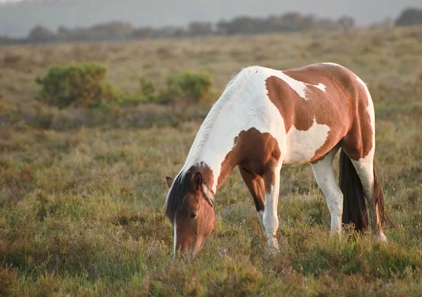Beauttiful på nära håll av new forest ponny häst badar i solljus — Stockfoto