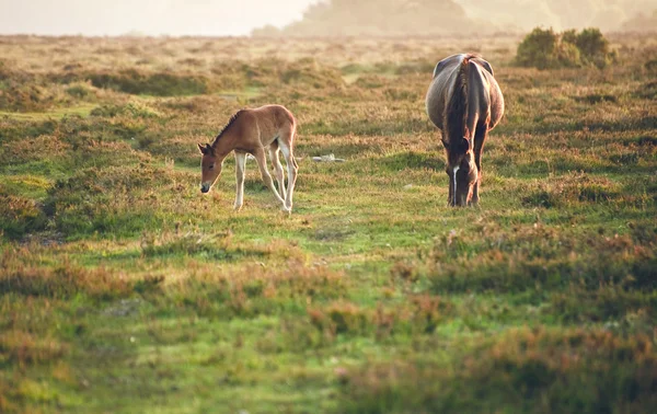 新的森林小马母马和马驹沐浴在日出光 — 图库照片