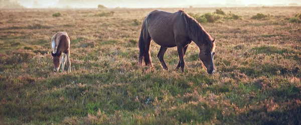 Лошадь и жеребенок, купающиеся в лучах восхода солнца — стоковое фото