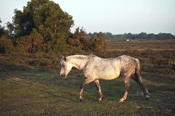 Красивый крупным планом Нью-Форест пони лошадь купается в солнечном свете — стоковое фото