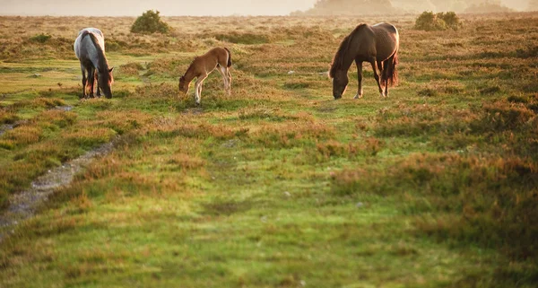 New forest ponny sto och föl badar i sunrise ljus i landskap — Stockfoto