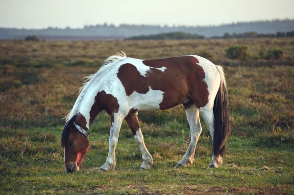 Primer plano de caballo pony marrón y blanco de New Forest al amanecer en — Foto de Stock