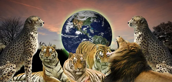 Concetto creativo immagine di gatti selvatici proteggere il pianeta Terra — Foto Stock