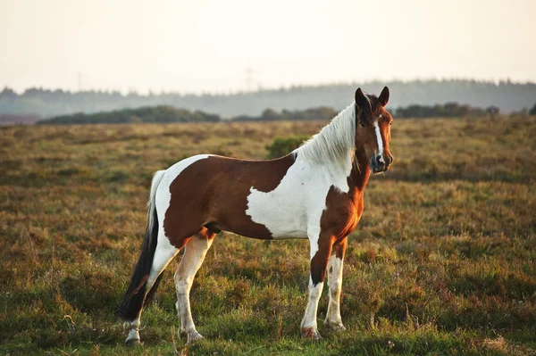 Vackra bilden av new forest ponny häst bakgrundsbelyst av stigande solen — Stockfoto