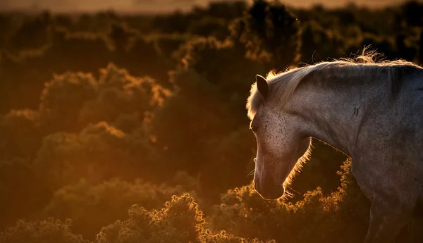 Hermosa imagen de caballo pony New Forest retroiluminado por el sol naciente — Foto de Stock