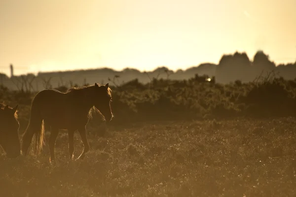 Hermosa imagen de caballo pony New Forest retroiluminado por el sol naciente — Foto de Stock