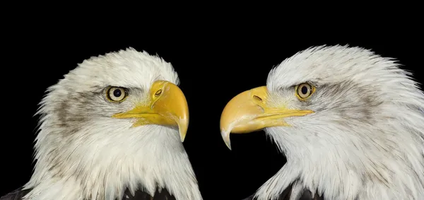 Doppelporträt von Weißkopfseeadlern isoliert auf schwarz — Stockfoto