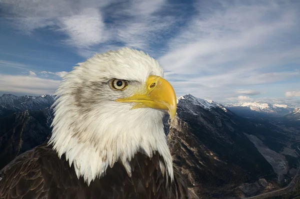stock image American symbol of hope bald eagle against mountain backdrop