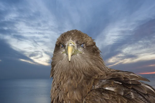Portrait of tawny eagle against sunset sky — Stock Photo, Image