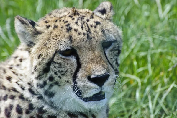 Close up portrait of cheetah laying in grass — Stock Photo, Image