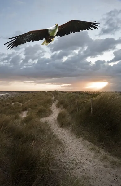 Африканский орёл в полёте над песчаными дюнами — стоковое фото