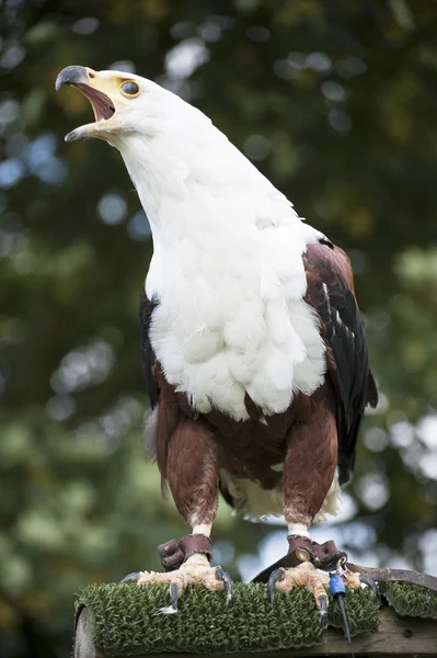 Full length portrait of African fish eagle squawking — Stock Photo, Image