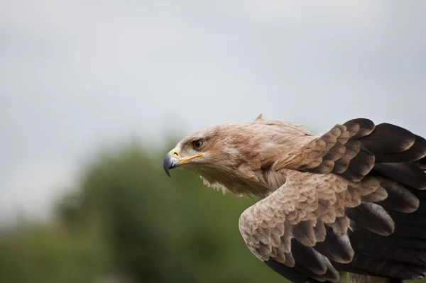 Porträtt av tawny eagle söker byte — Stockfoto