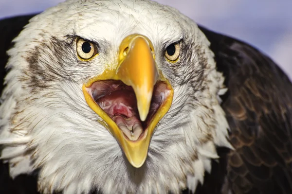 Close up portrait of American bald eagle squawking — Stock Photo, Image